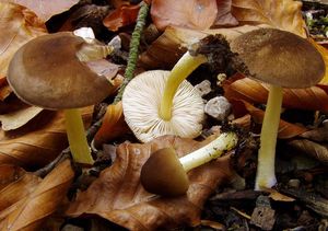 Klikni pro velký obrázek