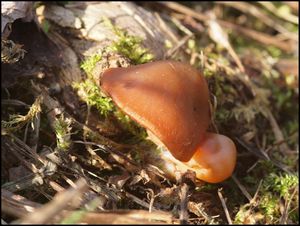 Klikni pro velký obrázek