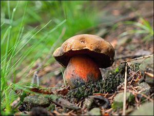 Klikni pro velký obrázek