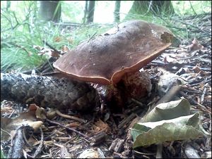 Klikni pro velký obrázek