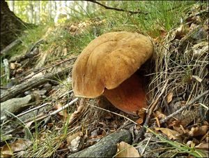 Klikni pro velký obrázek