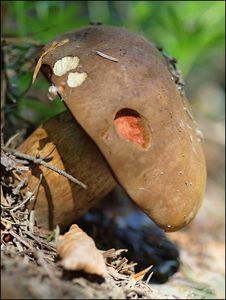 Klikni pro velký obrázek