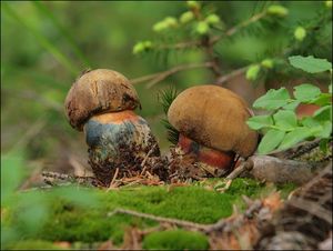 Klikni pro velký obrázek