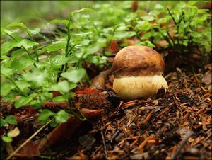 Klikni pro velký obrázek