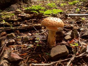 Klikni pro velký obrázek