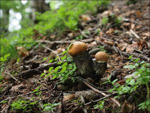 Klikni pro velký obrázek