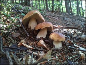 Klikni pro velký obrázek