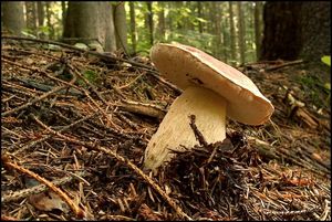 Klikni pro velký obrázek