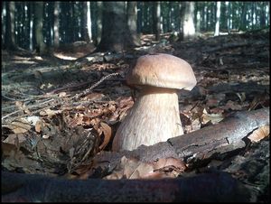 Klikni pro velký obrázek