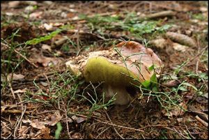 Klikni pro velký obrázek