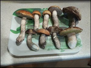 Klikni pro velký obrázek