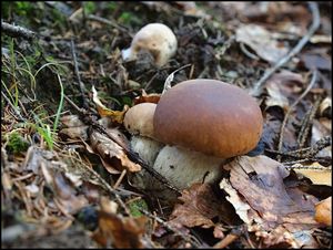 Klikni pro velký obrázek