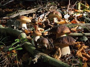 Klikni pro velký obrázek