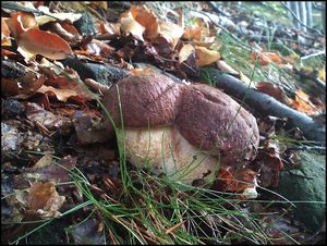 Klikni pro velký obrázek