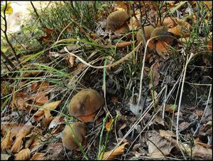 Klikni pro velký obrázek