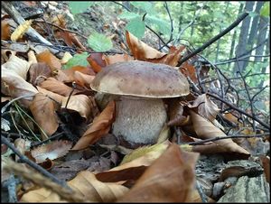 Klikni pro velký obrázek