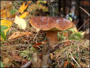 Klikni pro velký obrázek