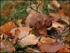 Klikni pro velký obrázek