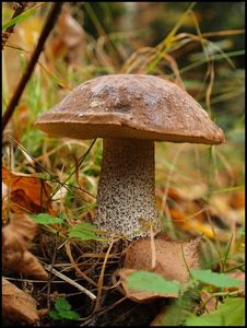 Klikni pro velký obrázek