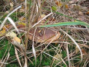 Klikni pro velký obrázek