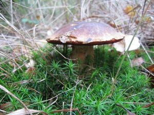 Klikni pro velký obrázek