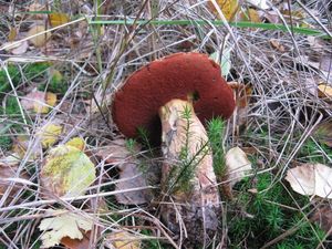 Klikni pro velký obrázek