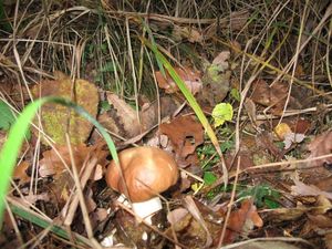 Klikni pro velký obrázek