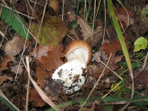 Klikni pro velký obrázek