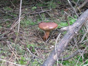 Klikni pro velký obrázek