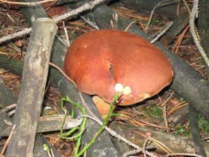 Klikni pro velký obrázek