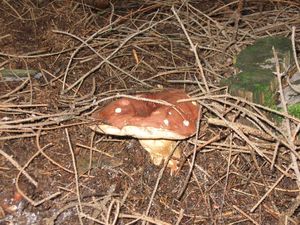 Klikni pro velký obrázek