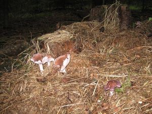 Klikni pro velký obrázek