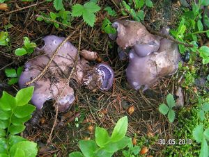 Klikni pro velký obrázek