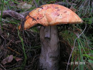 Klikni pro velký obrázek