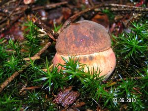 Klikni pro velký obrázek