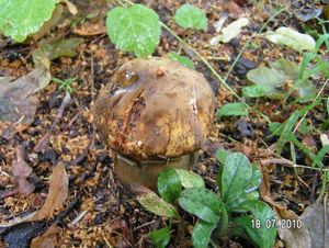 Klikni pro velký obrázek