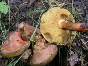 Klikni pro velký obrázek