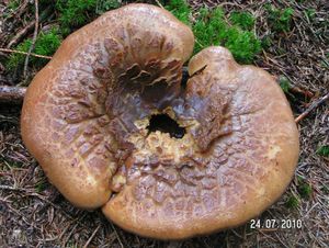 Klikni pro velký obrázek