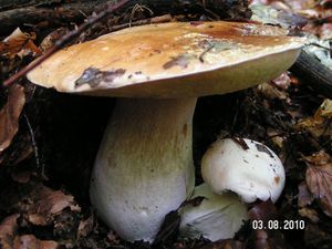 Klikni pro velký obrázek