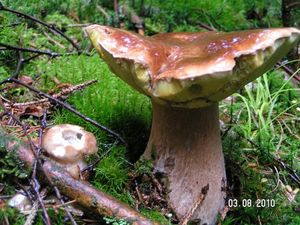 Klikni pro velký obrázek