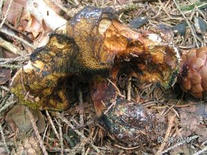 Klikni pro velký obrázek