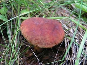 Klikni pro velký obrázek