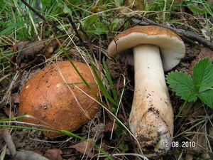 Klikni pro velký obrázek