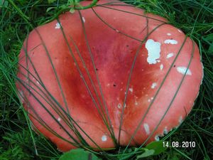 Klikni pro velký obrázek