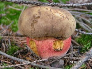 Klikni pro velký obrázek