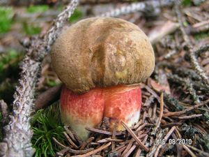 Klikni pro velký obrázek