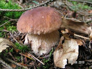 Klikni pro velký obrázek