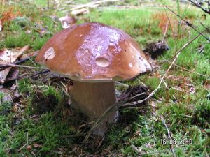 Klikni pro velký obrázek