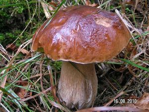 Klikni pro velký obrázek