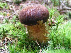 Klikni pro velký obrázek